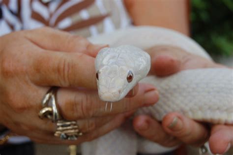 Albino Rat Snake A Photo On Flickriver