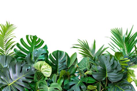 Lush Tropical Jungle Foliage Png