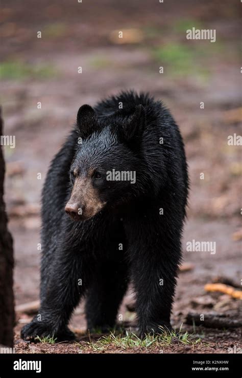 American Black Bear In Yosemite National Park California Stock Photo