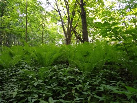 Зеленый рай | БЕЗГРАНИЧНЫЕ ГОРИЗОНТЫ | ВКонтакте