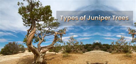 Types Of Juniper Trees (Landscaping, Ground Cover & Upright ...