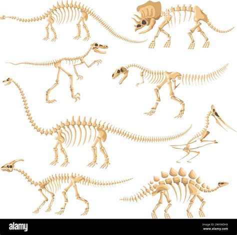 Dinosaur Skeletons Dinosaurs Bone Isolated Skeleton Dino Reptile