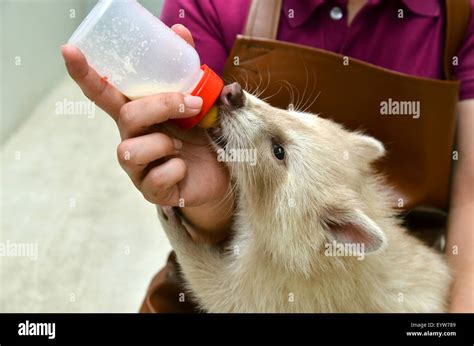 Mapache albino fotografías e imágenes de alta resolución - Alamy