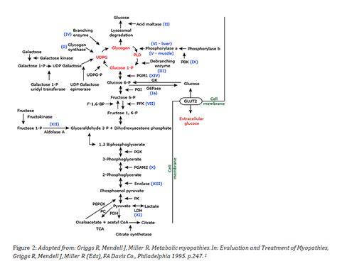 Glycogen Storage Disorders | Dandk Organizer