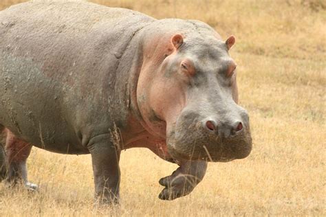 Charging Hippo Note The Evil Look In His Eyes As He Prepar