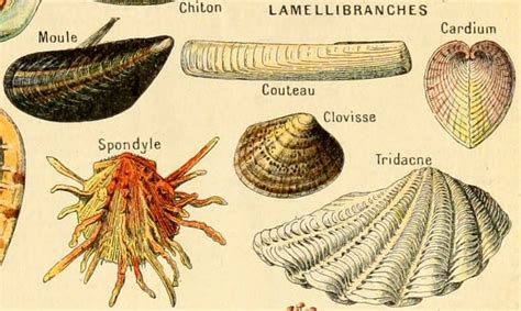 Adolphe Millot Mollusques Pour Tous Lamellibranches2 Free Stock