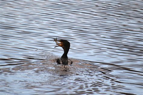 Kormorane An M Hlenhunte Kormoran Phalacrocorax Carbo Flickr