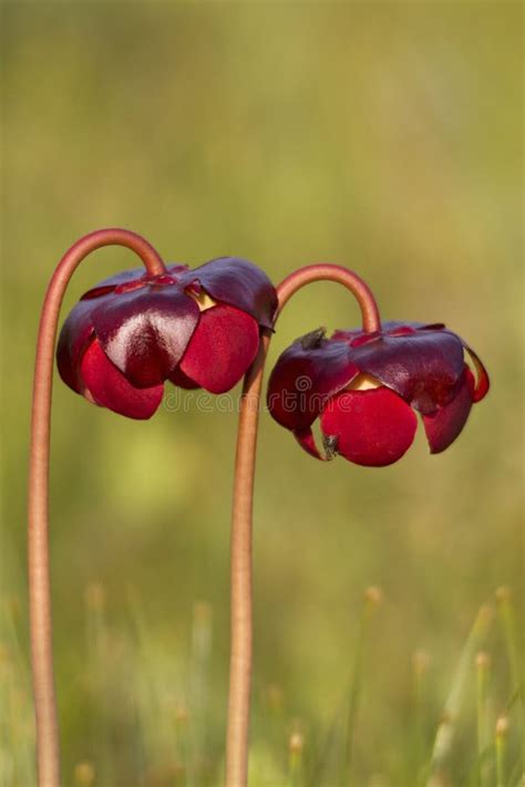 Pitcher plant flowers stock image. Image of scotia, pitcher - 23618335