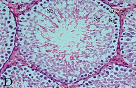 Photomicrograph Of The Testis Section Of Rat Stained With Hande A The Download Scientific