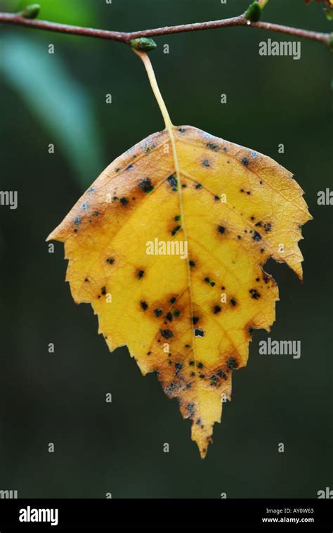 Autumn Coloured Leaf Of Silver Birch Betula Pendula Stock Photo Alamy