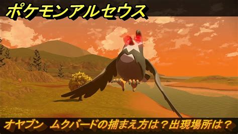 ポケモンアルセウス オヤブン ムクバードの捕まえ方は出現場所は 379 Pokémon LEGENDS アルセウス YouTube