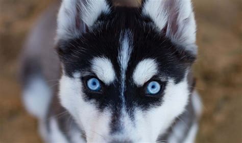 Huskies With Blue Eyes: The Genetic Predisposition Behind Their ...