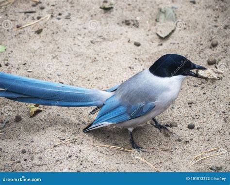 Blue Magpie in the Natural Habitat. Stock Photo - Image of perched ...