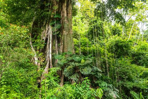 Kapok Ceiba Pentandra Tree In Rainforest Stock Image C