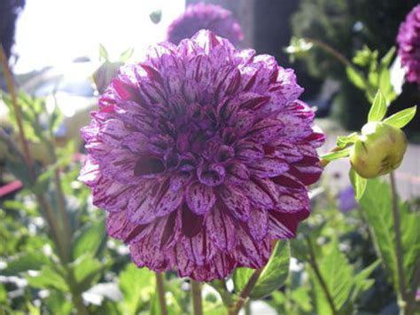 MBB Old House Dahlias