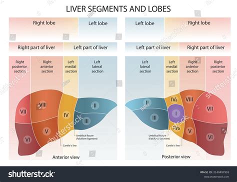 Liver Segments Lobes Vector Illustration Liver Stock Vector (Royalty ...