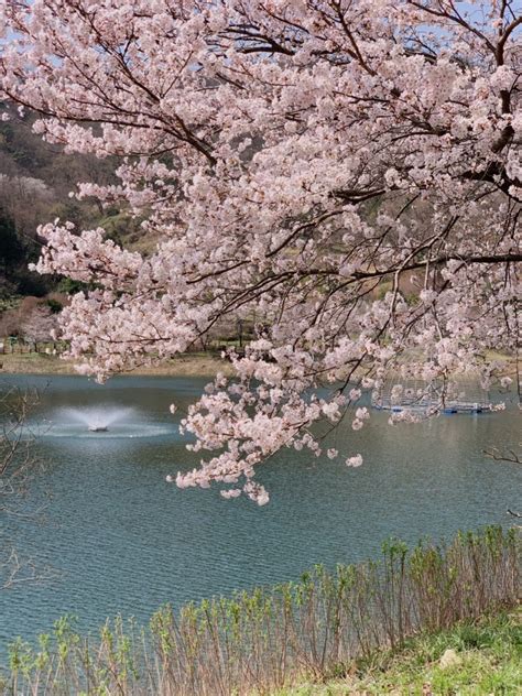 광주 근교 벚꽃 화순 동구리호수공원 벚꽃길 326일 기준 70 만개 네이버 블로그