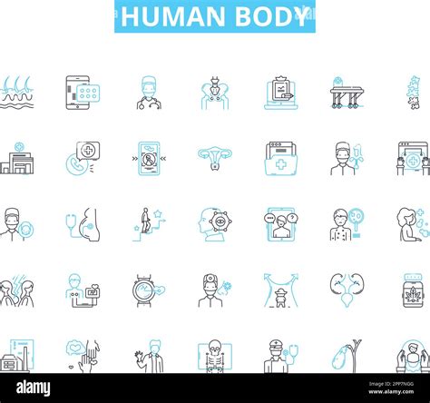 Conjunto De Iconos Lineales De Cuerpo Humano Anatomía Fisiología