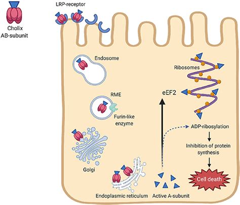 Frontiers Virulence Regulation And Innate Host Response In The