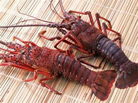 Japanese Spiny Lobster Alchetron The Free Social Encyclopedia