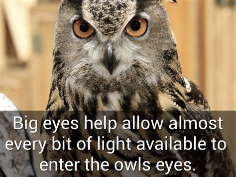 Owl Eye Vision Facts