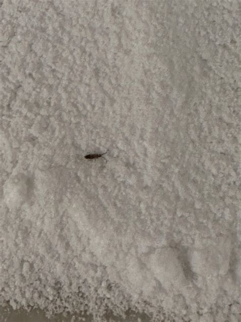 Small nearly invisible bug what is it : r/whatsthisbug