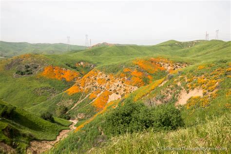 Where to See Wildflowers in Chino Hills State Park - California Through ...