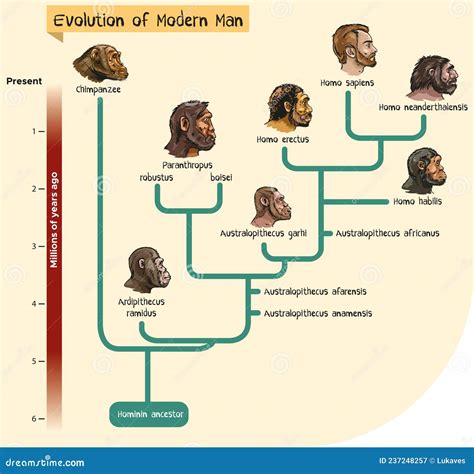 Evolution of modern man stock vector. Illustration of human - 237248257