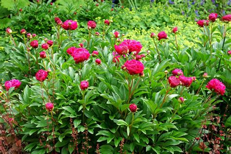 Peony Karl Rosenfield L Golden Valley Plants