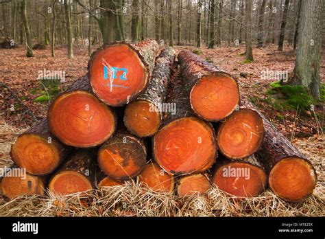 Harvest In Forestry Piled Tree Trunks Stock Photo Alamy