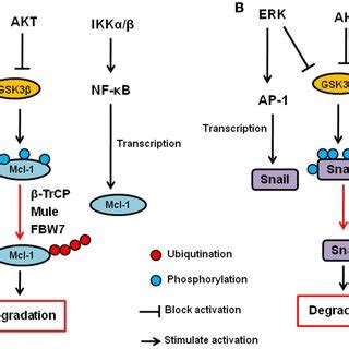 Regulation of Mcl-1 and Snail by AKT, ERK, and IKK signaling pathway ...