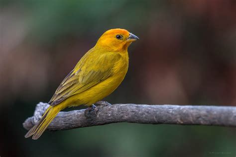 Saffron Finch Saffron Finch Sicalis Flaveola Canario Coron Flickr