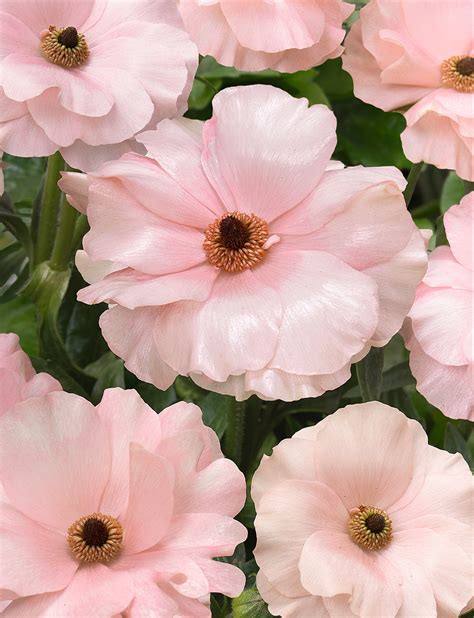 Flower Talk Butterfly Ranunculus Primer