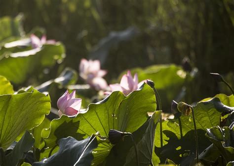 Lotus Fleurs De Des Photo Gratuite Sur Pixabay Pixabay