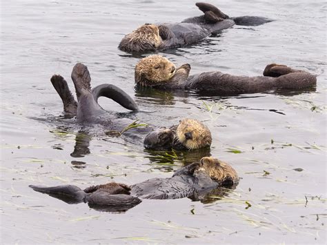 Will Sea Otters Return To San Francisco Bay Earth Earthsky Sea