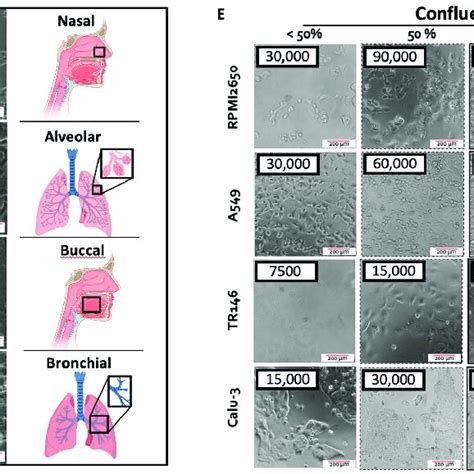 A D Representative Phase Contrast Images Of Cell Morphology Of The