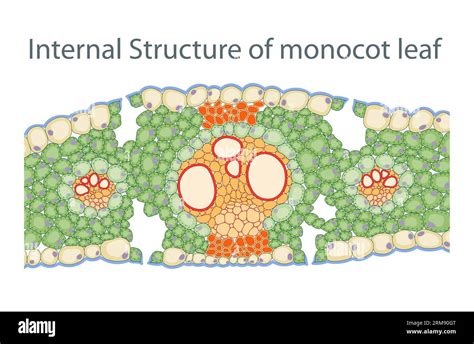 Internal Structure of monocot leaf Stock Photo - Alamy