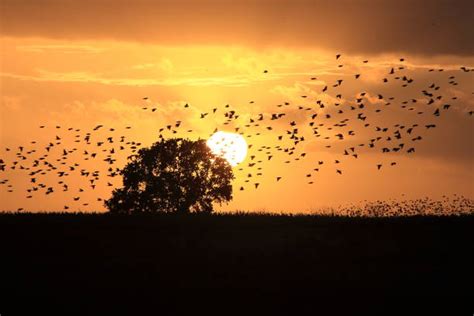 Starling Swarm Stock Photos, Pictures & Royalty-Free Images - iStock