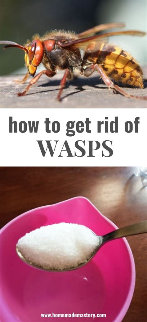 How To Make A Wasp Trap Get Rid Of Wasps Wasp Traps Homemade Wasp Trap