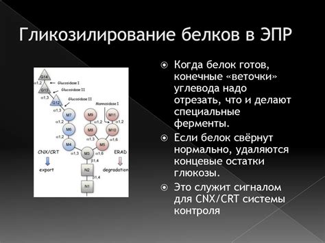 Эндомембранная система растительной клетки - презентация онлайн
