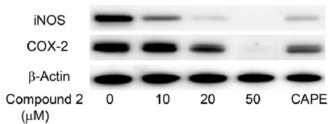 Effects Of Compound 2 On Inos And Cox 2 Protein Expression Of Raw264 7