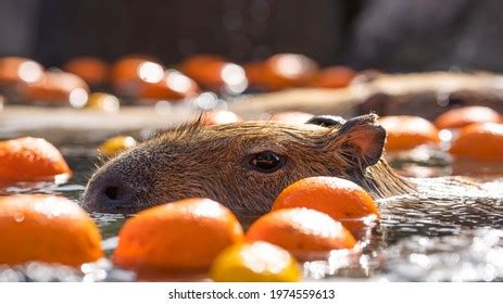 capybaras   royalty  licensable stock  shutterstock