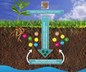 Gu A Completa De Abonado De Fondo Consejos Y T Cnicas Para Fertilizar