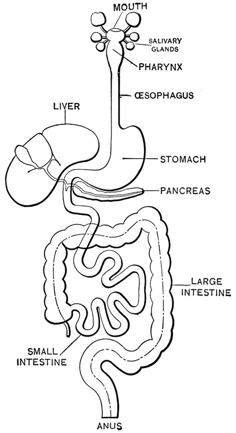 Cat Digestive System Diagram