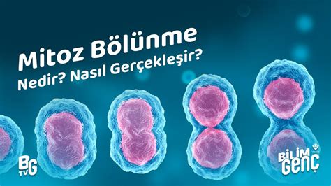 Mitoz Bölünme Nedir Nasıl Gerçekleşir YouTube