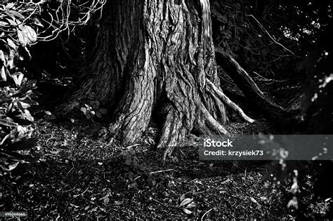 Tree Roots Blackwhite Stock Photo - Download Image Now - 2015, Agriculture, Autumn - iStock