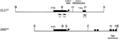 Restriction Map Of The Subcloned Regions Of The Slg And Srk