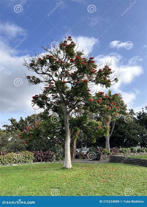 Spathodea tree in Madeira stock photo. Image of park - 275224088