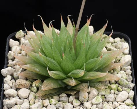 Haworthia Cooperi Var Isabellae Silvicola N N JDV96 059 S Of