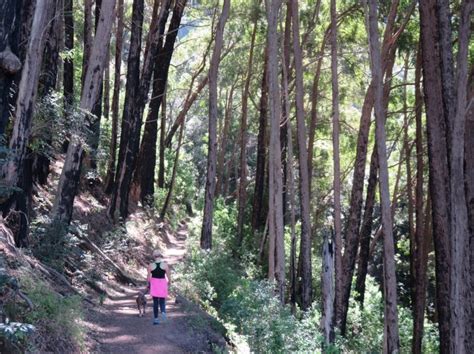 Hiking in Newlands Forest – No Speed Limit